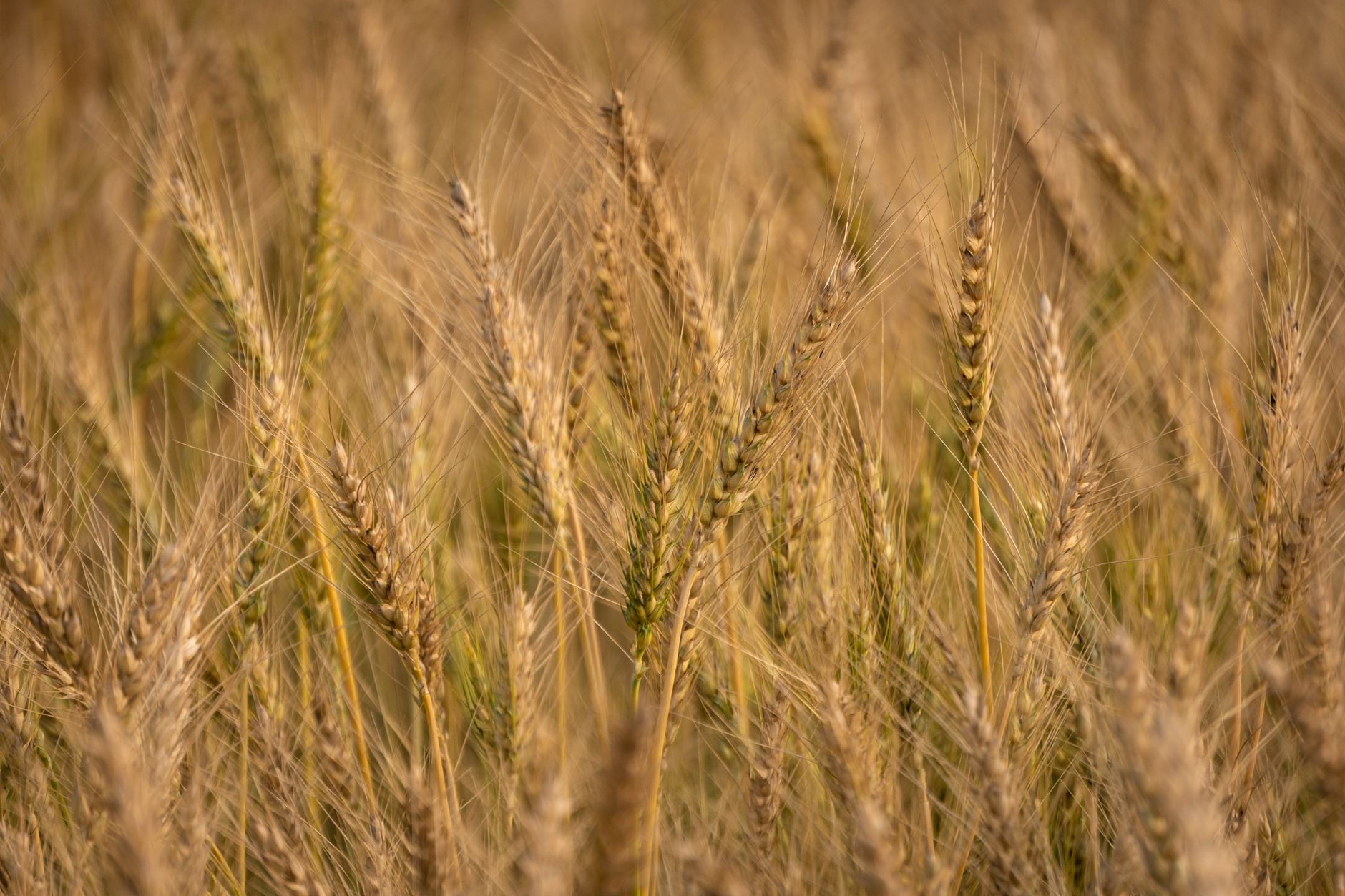 Gluten Alerjisi, Buğday Alerjisi ve Çölyak: Aralarındaki Farklar
