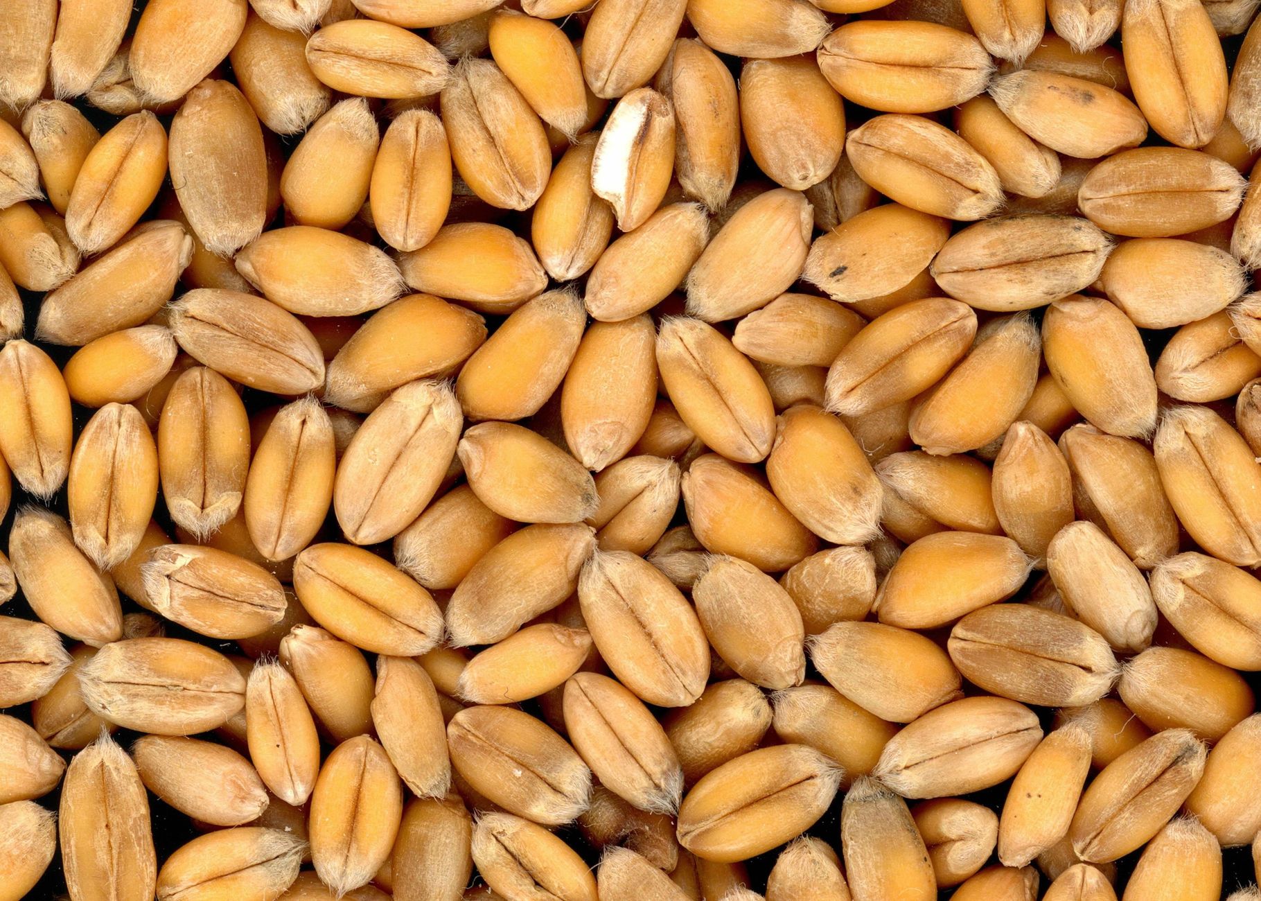 Gluten İntoleransı (Duyarlılığı) ile Çölyak Arasındaki Farklar
